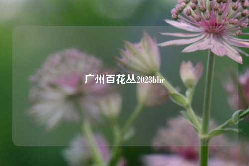 广州百花丛2023bhc